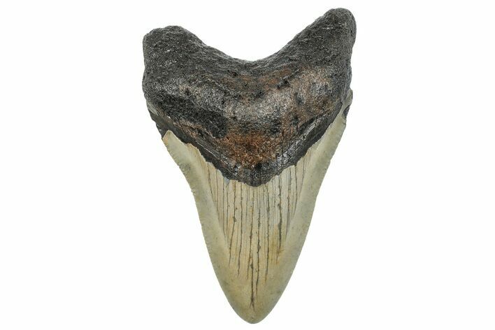 Serrated, Fossil Megalodon Tooth - North Carolina #272844